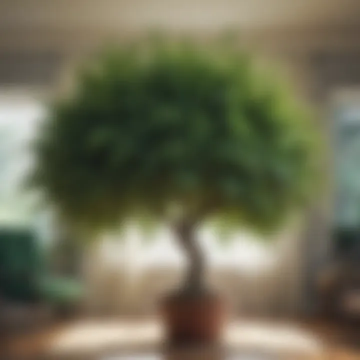 Close-up of a thriving indoor tree, highlighting its lush foliage.